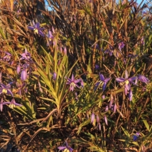 Stypandra glauca at Chisholm, ACT - 4 Aug 2014 06:28 PM