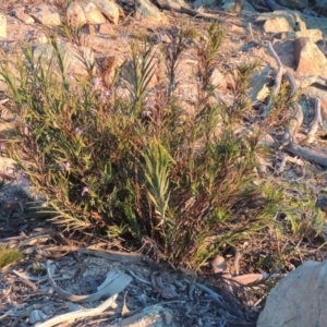 Stypandra glauca at Chisholm, ACT - 4 Aug 2014