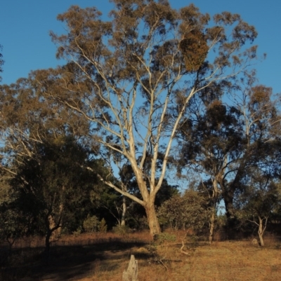 Eucalyptus melliodora (Yellow Box) at Chisholm, ACT - 4 Aug 2014 by MichaelBedingfield