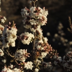 Styphelia attenuatus (Small-leaved Beard Heath) at Chisholm, ACT - 4 Aug 2014 by michaelb