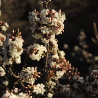 Styphelia attenuata (Small-leaved Beard Heath) at Melrose - 4 Aug 2014 by michaelb