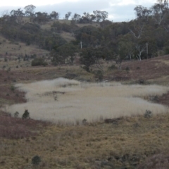 Phragmites australis (Common Reed) at Tennent, ACT - 2 Aug 2014 by michaelb