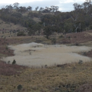 Phragmites australis at Tennent, ACT - 2 Aug 2014