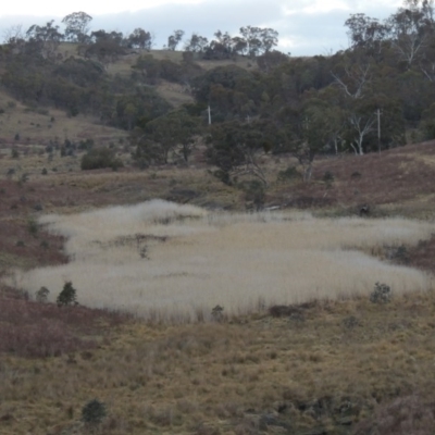 Phragmites australis (Common Reed) at Tennent, ACT - 2 Aug 2014 by MichaelBedingfield