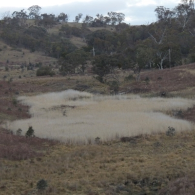 Phragmites australis (Common Reed) at Tennent, ACT - 2 Aug 2014 by michaelb