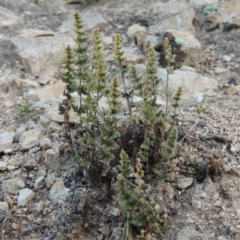 Cheilanthes distans (Bristly Cloak Fern) at Paddys River, ACT - 2 Aug 2014 by michaelb