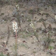 Stackhousia monogyna (Creamy Candles) at Tennent, ACT - 7 Aug 2014 by michaelb