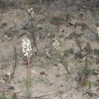 Stackhousia monogyna (Creamy Candles) at Gigerline Nature Reserve - 7 Aug 2014 by michaelb