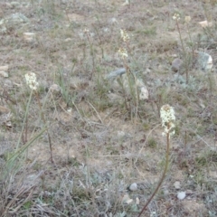 Stackhousia monogyna at Tennent, ACT - 7 Aug 2014