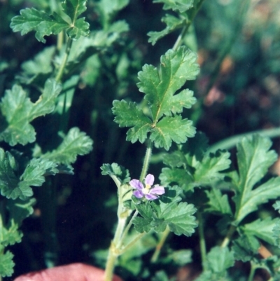 Erodium crinitum (Native Crowfoot) at Tennent, ACT - 7 Oct 2008 by MichaelBedingfield