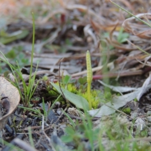 Ophioglossum lusitanicum at Theodore, ACT - 31 Jul 2014