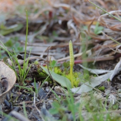 Ophioglossum lusitanicum (Adder's Tongue) at Theodore, ACT - 31 Jul 2014 by michaelb