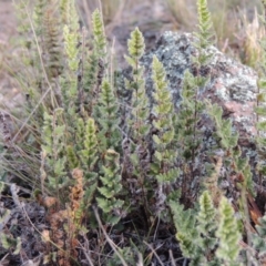 Cheilanthes distans (Bristly Cloak Fern) at Conder, ACT - 30 Jul 2014 by MichaelBedingfield