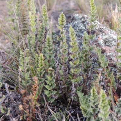 Cheilanthes distans (Bristly Cloak Fern) at Conder, ACT - 30 Jul 2014 by MichaelBedingfield