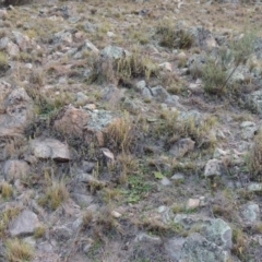 Cheilanthes distans at Conder, ACT - 30 Jul 2014