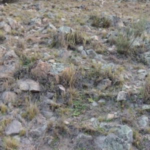 Cheilanthes distans at Conder, ACT - 30 Jul 2014