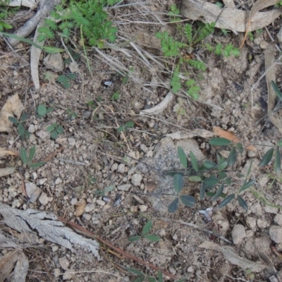 Grona varians (Slender Tick-Trefoil) at Rob Roy Range - 30 Jul 2014 by michaelb