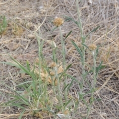 Euchiton sphaericus (Star Cudweed) at Point Hut to Tharwa - 2 Feb 2014 by michaelb