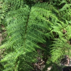 Pteris tremula (Tender Brake) at Black Mountain - 4 Jan 2014 by AaronClausen