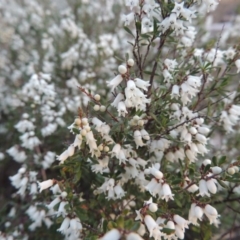 Cryptandra amara (Bitter Cryptandra) at Rob Roy Range - 31 Jul 2014 by michaelb