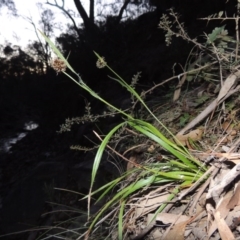 Luzula densiflora (Dense Wood-rush) at Conder, ACT - 29 Jul 2014 by MichaelBedingfield