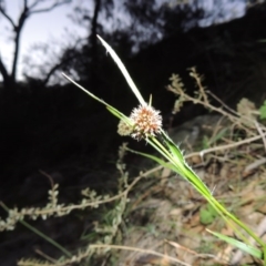 Luzula densiflora at Conder, ACT - 29 Jul 2014