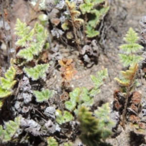 Cheilanthes distans at Theodore, ACT - 31 Jul 2014