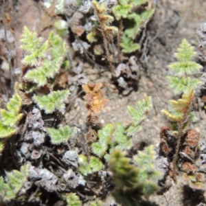 Cheilanthes distans at Theodore, ACT - 31 Jul 2014 06:30 PM