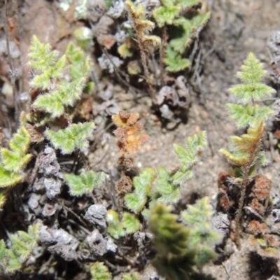 Cheilanthes distans (Bristly Cloak Fern) at Theodore, ACT - 31 Jul 2014 by MichaelBedingfield