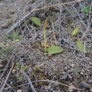 Ophioglossum lusitanicum at Conder, ACT - 30 Jul 2014