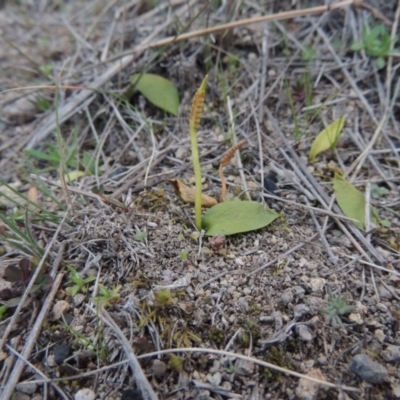 Ophioglossum lusitanicum subsp. coriaceum (Austral Adder's Tongue) at Conder, ACT - 30 Jul 2014 by michaelb