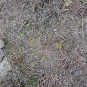 Ophioglossum lusitanicum at Conder, ACT - 30 Jul 2014