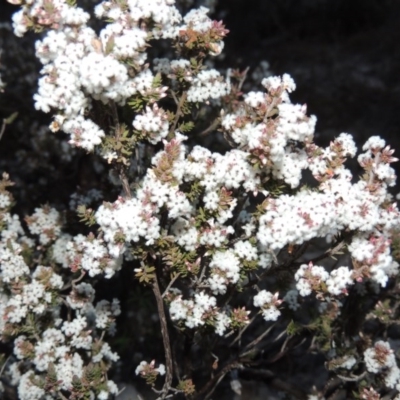 Leucopogon attenuatus (Small-leaved Beard Heath) at Rob Roy Range - 30 Jul 2014 by michaelb