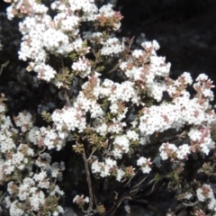 Leucopogon attenuatus (Small-leaved Beard Heath) at Conder, ACT - 30 Jul 2014 by michaelb