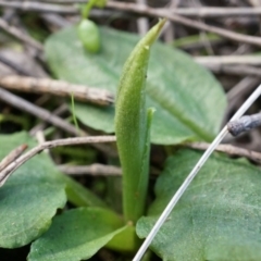 Pterostylis pedunculata (Maroonhood) at Mount Majura - 10 Aug 2014 by AaronClausen