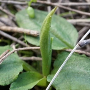 Pterostylis pedunculata at Hackett, ACT - 10 Aug 2014