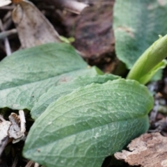 Pterostylis pedunculata at Hackett, ACT - 10 Aug 2014