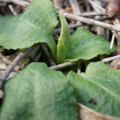 Pterostylis pedunculata at Hackett, ACT - suppressed