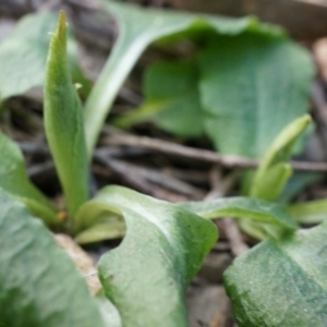 Pterostylis pedunculata at Hackett, ACT - suppressed