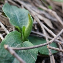 Pterostylis pedunculata at Hackett, ACT - suppressed