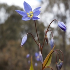 Stypandra glauca (Nodding Blue Lily) at Hackett, ACT - 10 Aug 2014 by AaronClausen