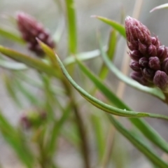 Stackhousia monogyna (Creamy Candles) at Mount Majura - 10 Aug 2014 by AaronClausen