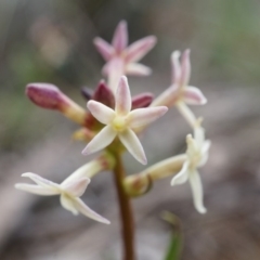 Stackhousia monogyna at Hackett, ACT - 10 Aug 2014 12:29 PM