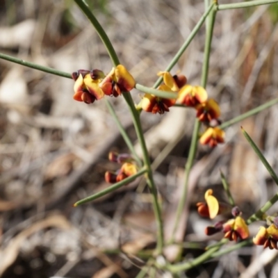 Daviesia genistifolia (Broom Bitter Pea) at Mount Majura - 10 Aug 2014 by AaronClausen