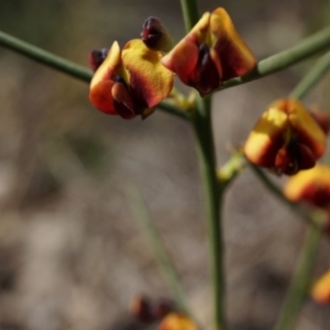 Daviesia genistifolia at Hackett, ACT - 10 Aug 2014 12:10 PM