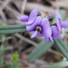 Hovea heterophylla (Common Hovea) at Hackett, ACT - 10 Aug 2014 by AaronClausen