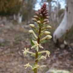 Stackhousia monogyna (Creamy Candles) at Mount Majura - 10 Aug 2014 by AaronClausen