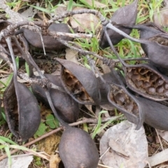 Brachychiton populneus subsp. populneus at Hackett, ACT - 10 Aug 2014