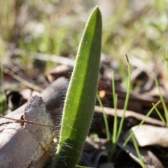 Caladenia actensis (Canberra Spider Orchid) at Mount Majura - 10 Aug 2014 by AaronClausen