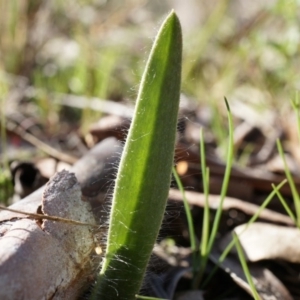 Caladenia actensis at suppressed - suppressed